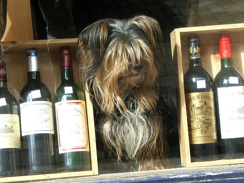 Wine and dog. Credit: Spigoo.