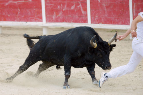 Running of the Bulls