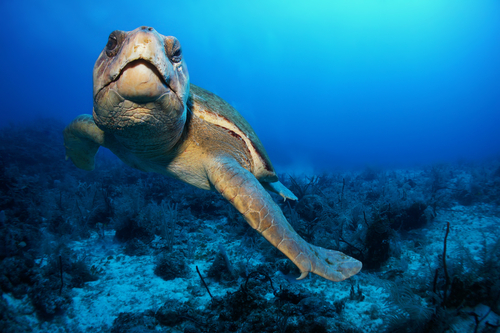 Loggerhead Turtle in Akumal