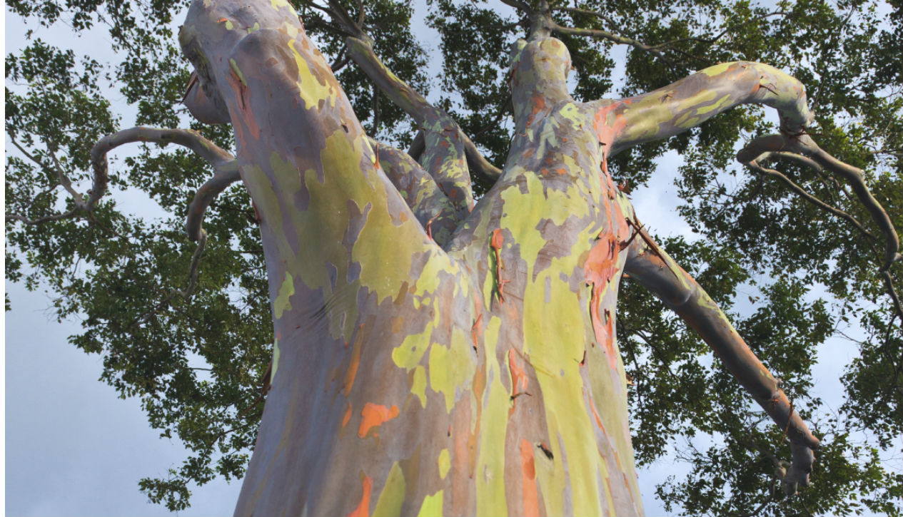 Rainbow Eucalyptus tree, Australia