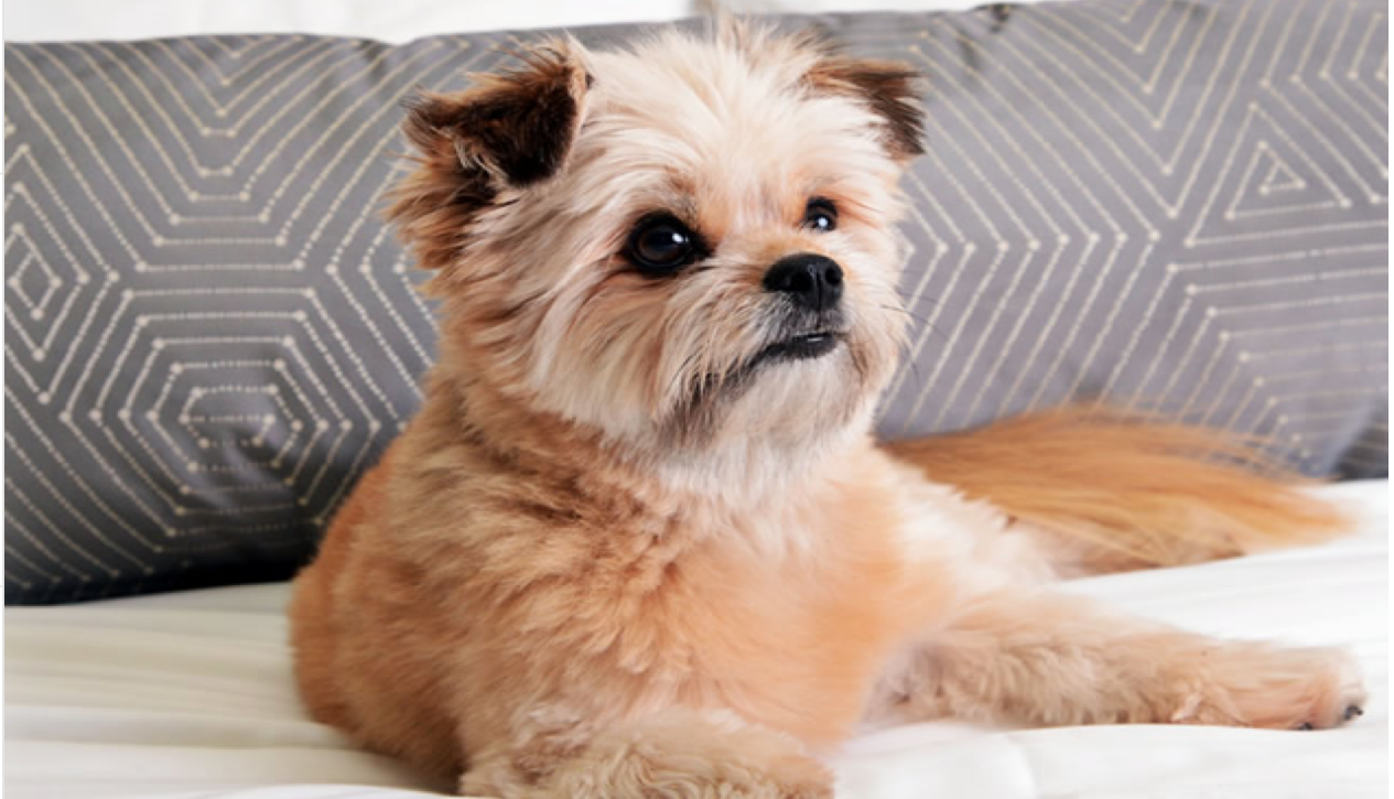 The Delano Las Vegas Dog friendly suite