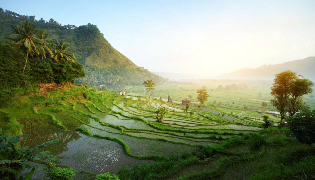 Rice terraces in Bali, Indonesia
