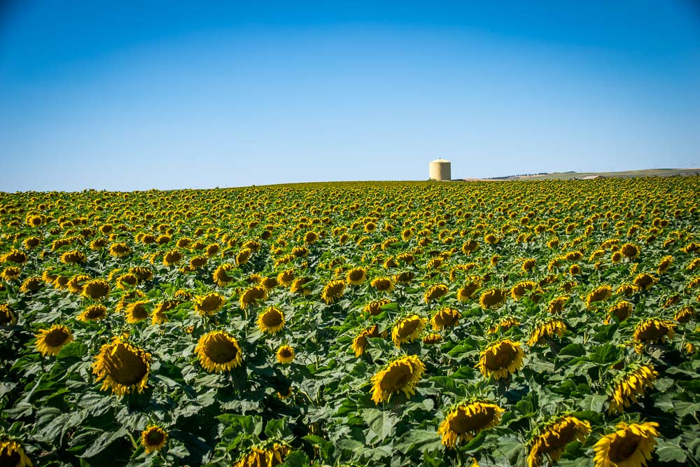 Orbitz-7 reasons North Dakota is cooler than you thought-Sunflower-fields