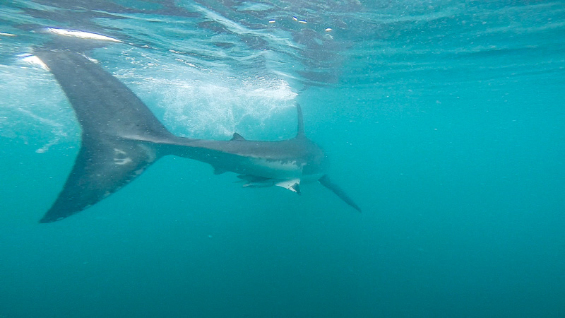 Orbitz-Shark Cage Diving South Africa -Getting Stamped-5