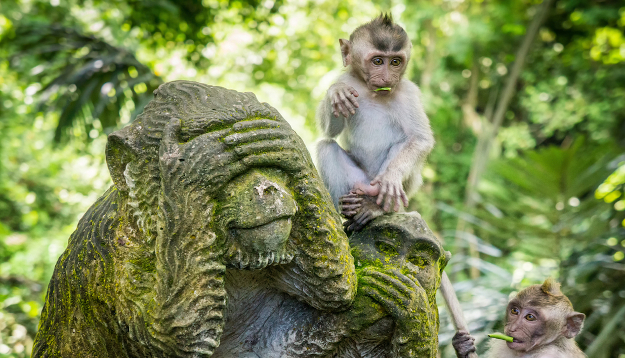 Sacred Moneky Forest in Ubud, Bali