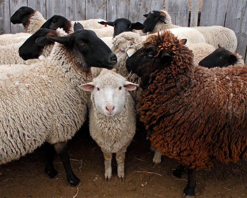 sheep in ketchum idaho
