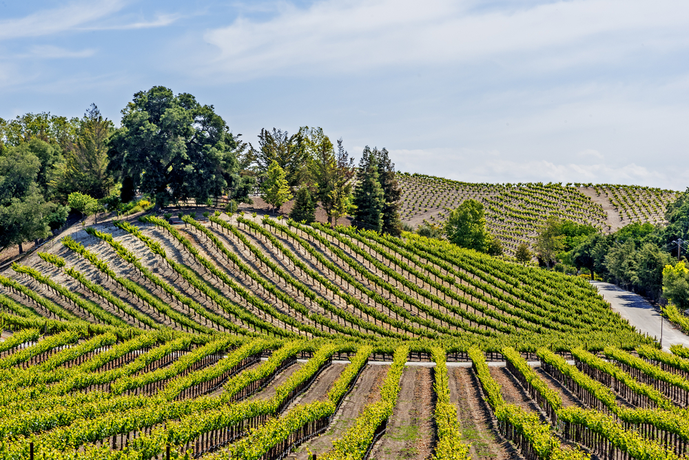 Rolling wine vineyards in Paso Robles