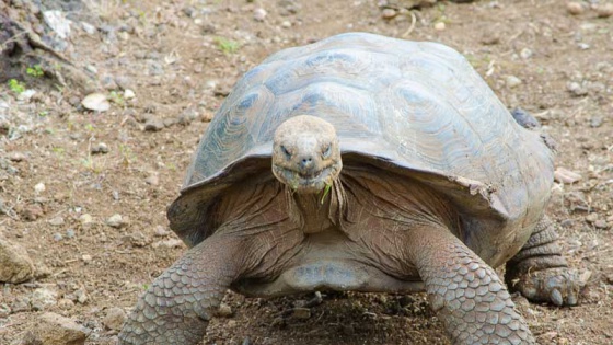 Galapagos-GettingStamped