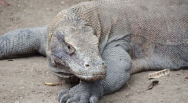 Komodo Dragons - GettingStamped