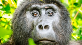 Mountain Gorillas - GettingStamped