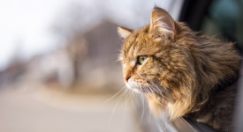 cat sticking its head outside a car window