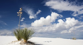 White Sand, New Mexico