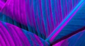 purple and blue palm leaves